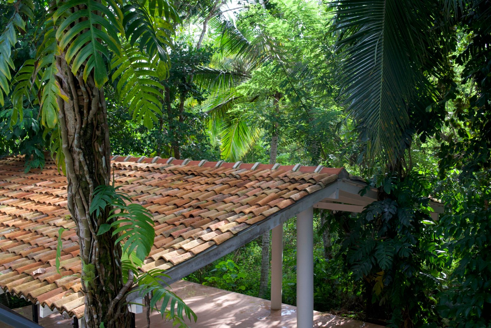 shala w roof tree